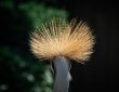 Photo Ostrich Feather Resin Floor Lamp