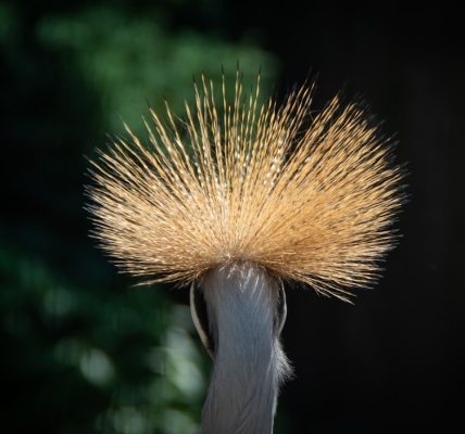 Photo Ostrich Feather Resin Floor Lamp