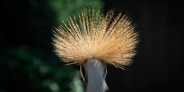 Photo Ostrich Feather Resin Floor Lamp