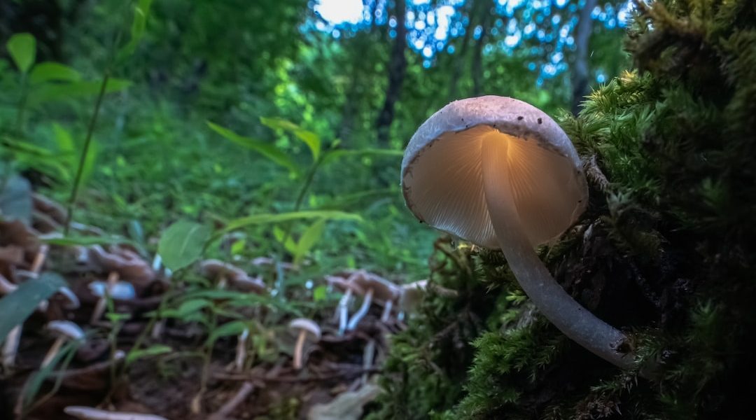 Photo mushroom lamp