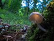 Photo mushroom lamp