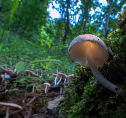 Photo mushroom lamp