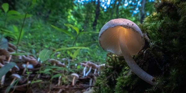 Photo mushroom lamp