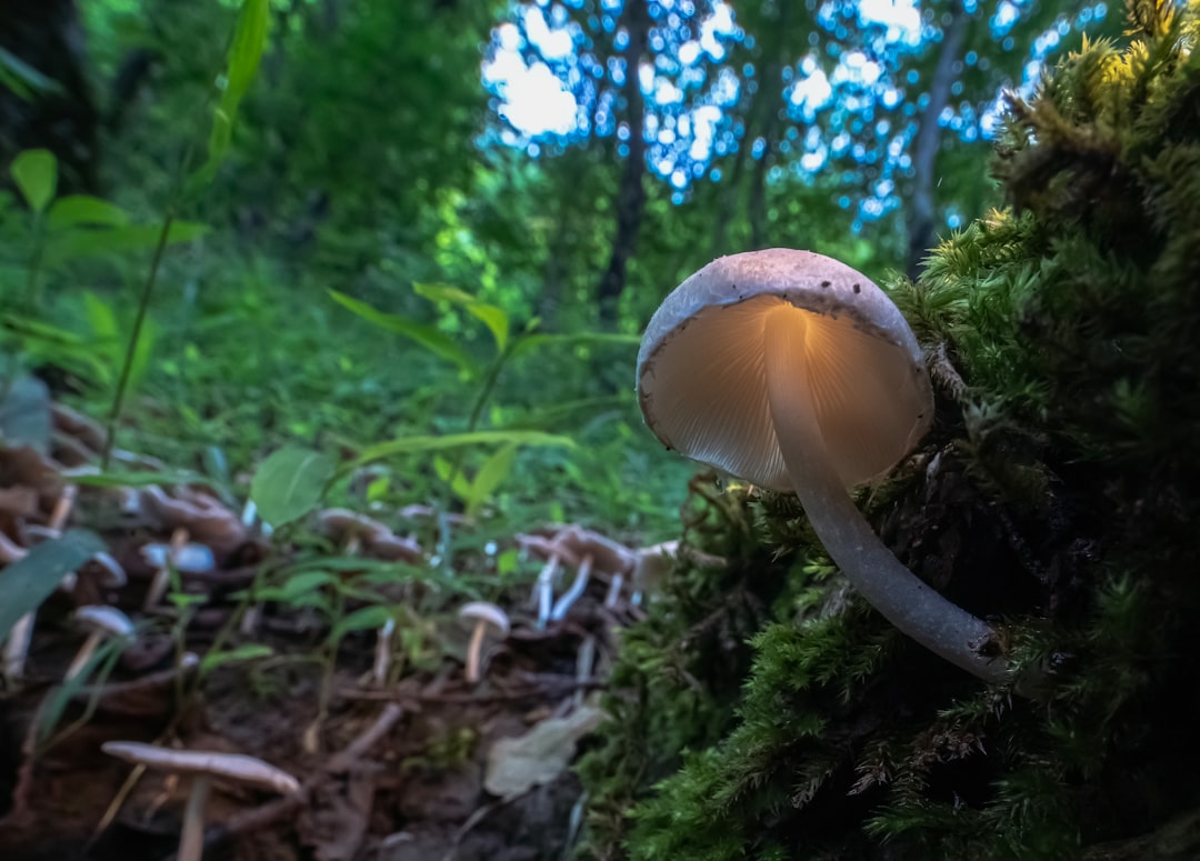 Photo mushroom lamp